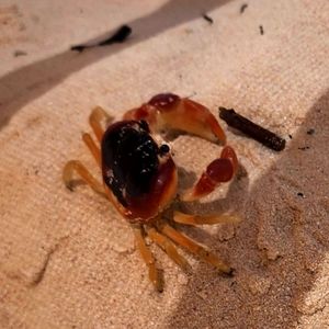 Meet your Posher, Mildred